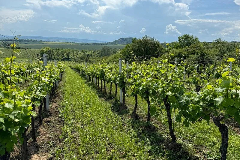 Adoptujte si svůj vinohrad - foto 03
