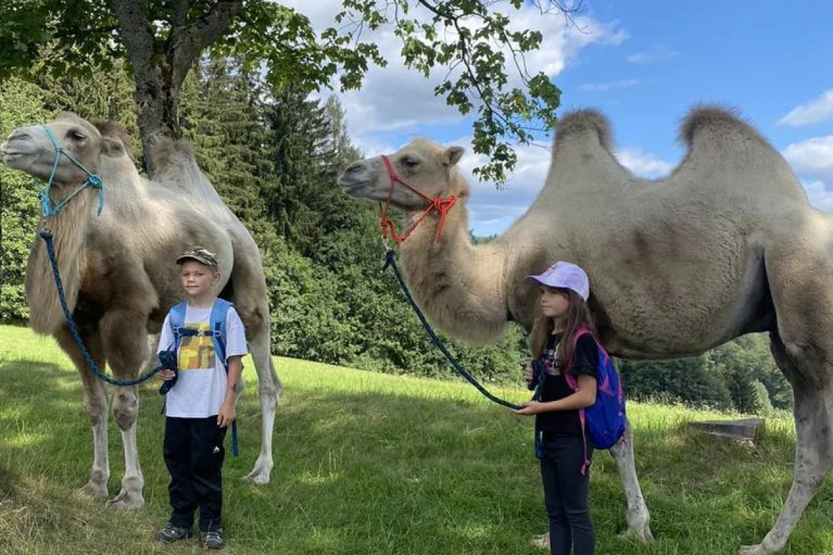Cameltreking - procházka s velbloudem a krmením v Krkonoších pro 2 osoby - foto 03