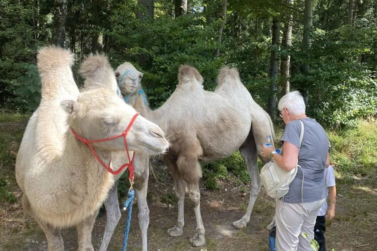 Cameltreking - procházka s velbloudem a krmením v Krkonoších pro 2 osoby - foto 04