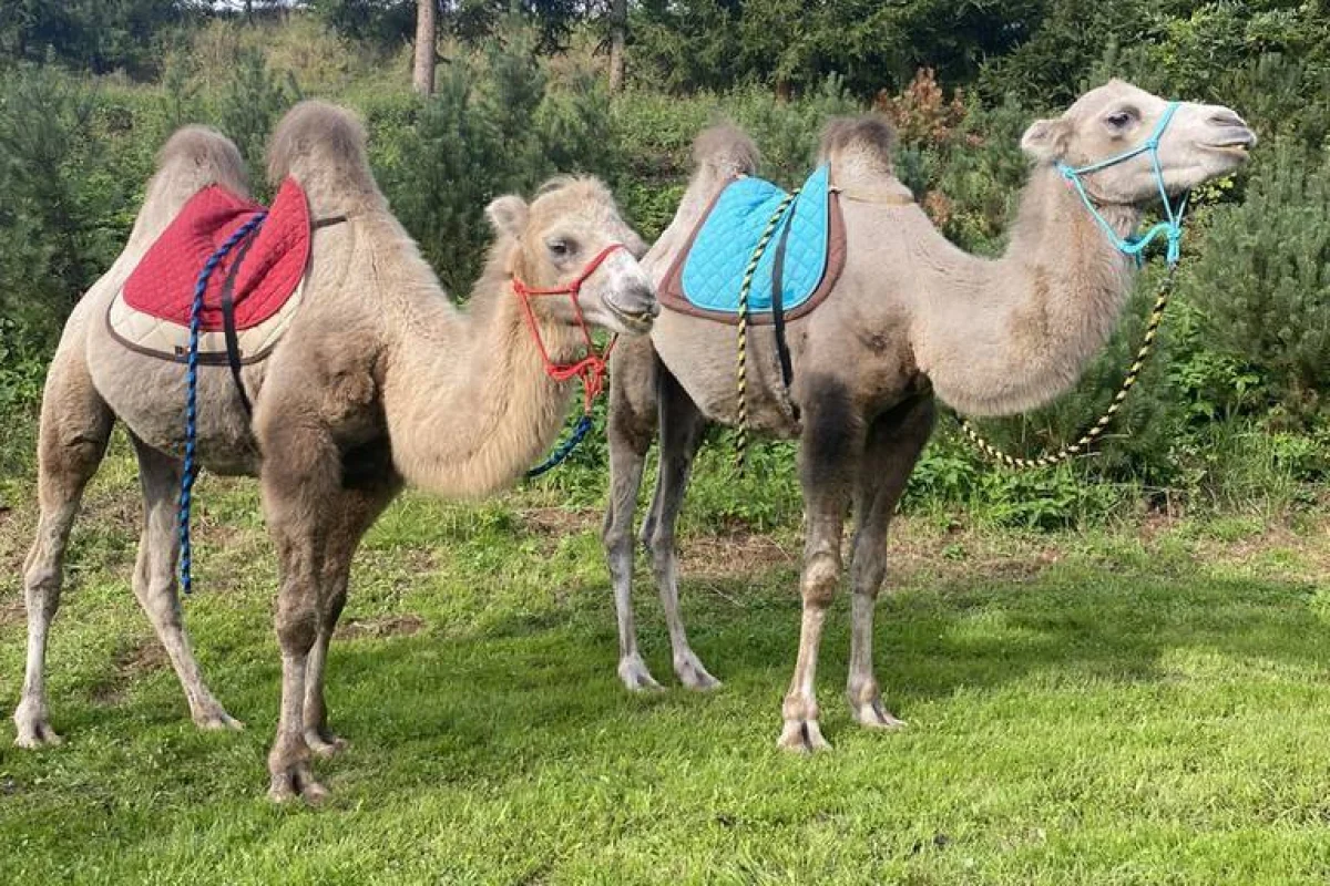 Cameltreking - procházka s velbloudem a krmením v Krkonoších pro 2 osoby - foto 05