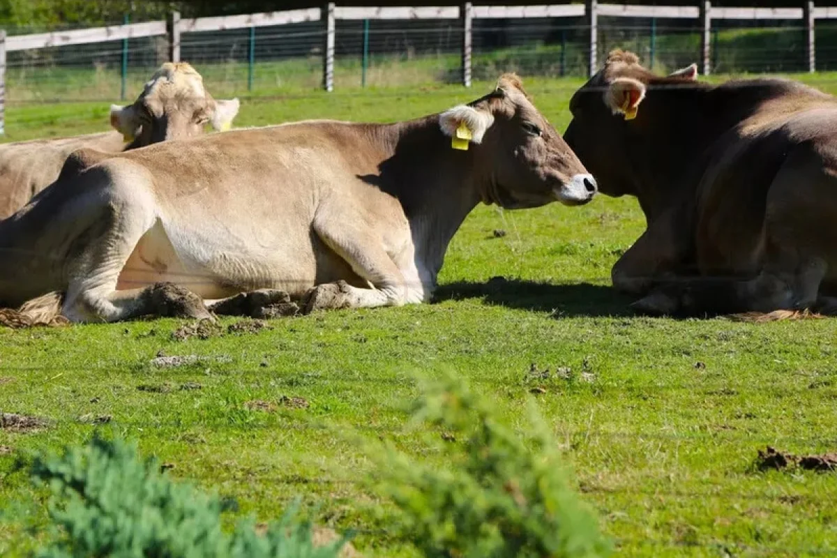 Celodenní vstup do Farmaparku Soběhrdy - foto 10
