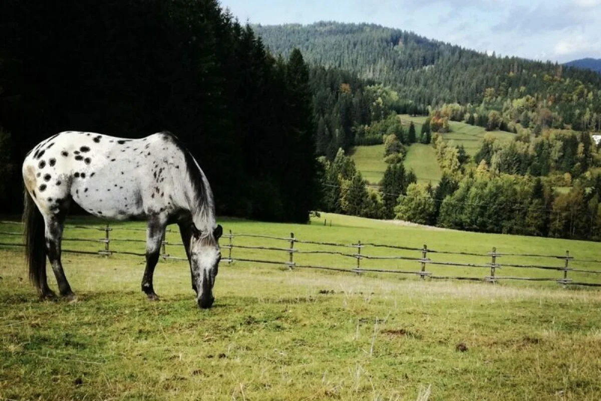 Celodenní výlet na koních v v Kysucích, Slovensko - foto 05