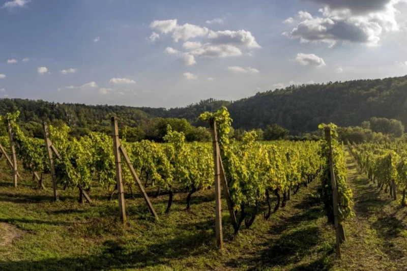 Cyklistická venkovní úniková hra krajinou Znojemska - cestou vinic, příběhů a slunce - foto 02