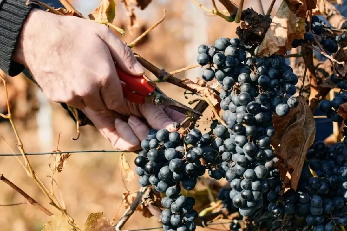 Degustace sýrů a vína na farmě s výrobou korbáčků - foto 08