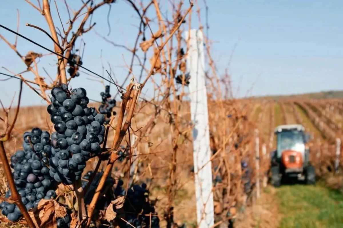 Degustace sýrů a vína na farmě s výrobou korbáčků - foto 09