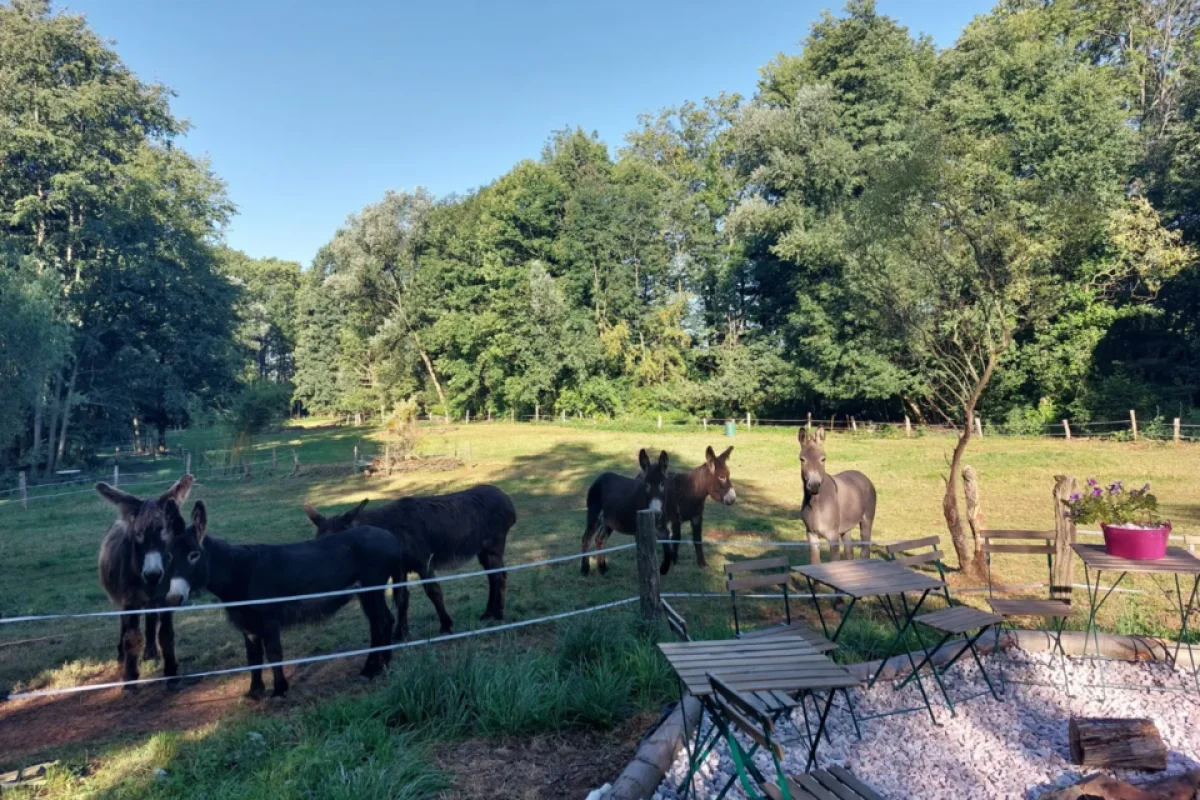 Den farmářem na zkoušku na oslí farmě v Českém ráji s možností ubytování a snídaně - foto 03
