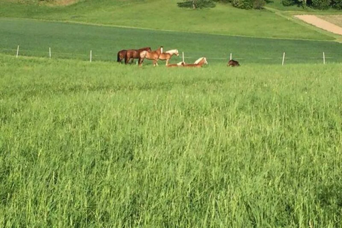 Farmářem na zkoušku aneb den s koňmi - foto 05