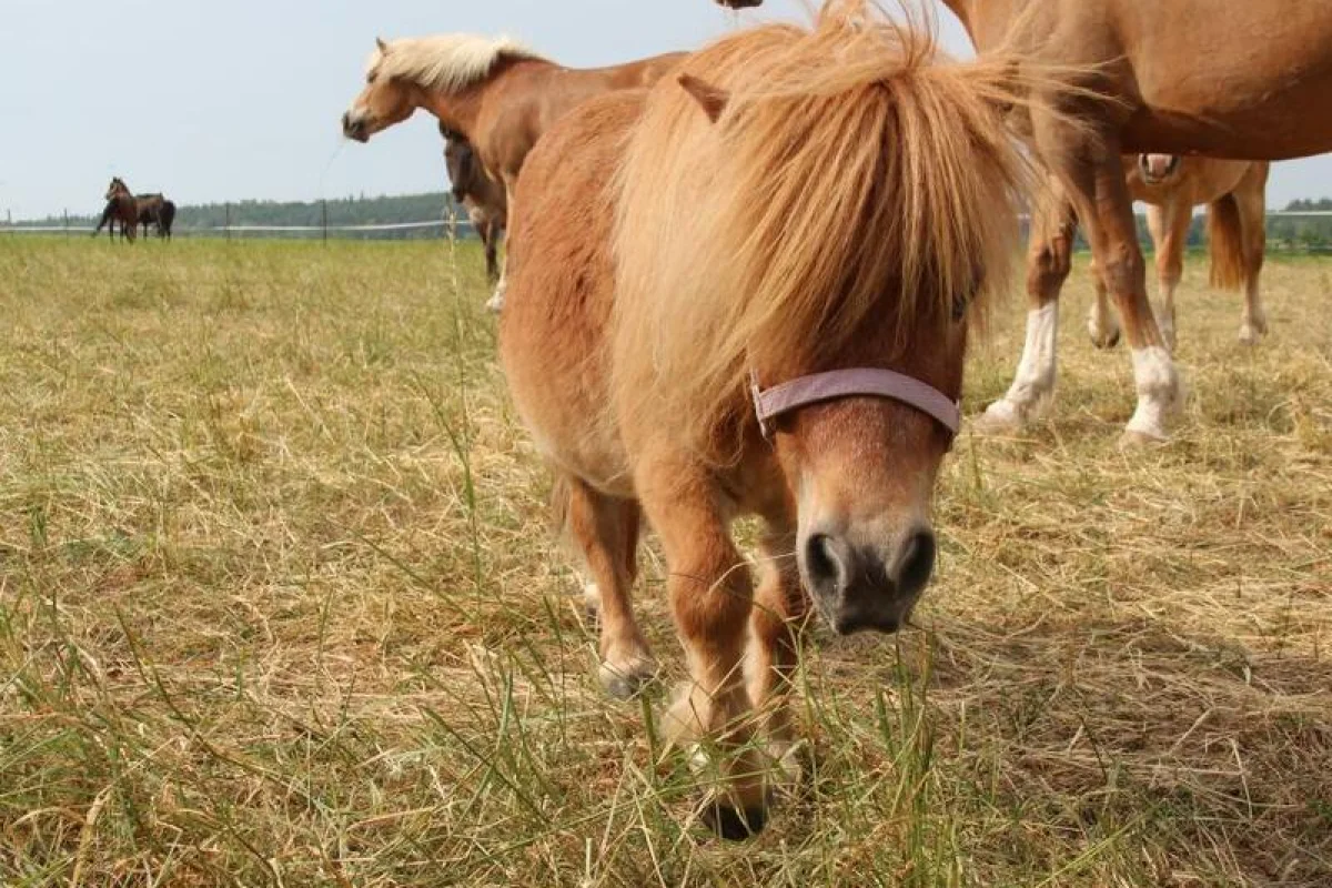Farmářem na zkoušku aneb den s koňmi - foto 09