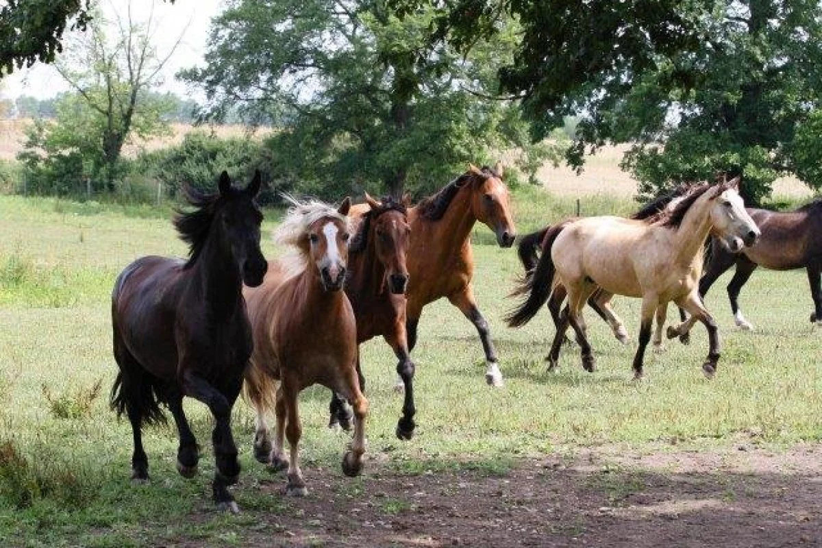 Farmářem na zkoušku - dvoudenní pobyt na statku + péče o zvířata - foto 04