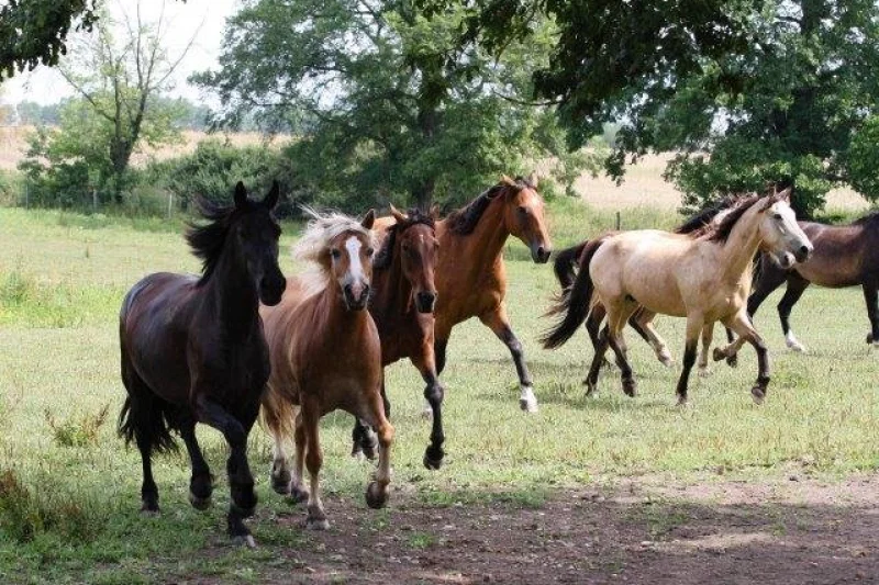 Farmářem na zkoušku - dvoudenní pobyt na statku + péče o zvířata - foto 04