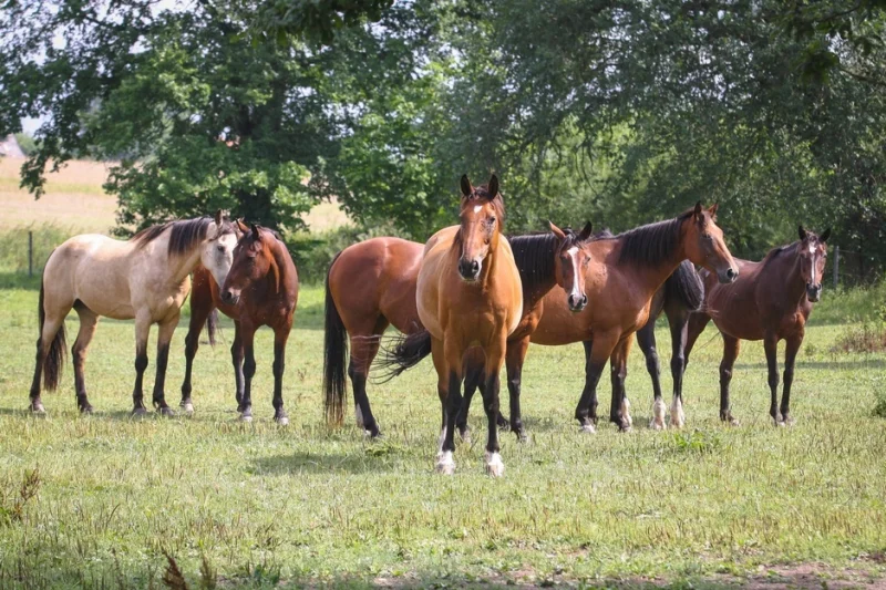 Farmářem na zkoušku s ubytováním a polopenzí v Resortu Stein u Chebu - foto 03