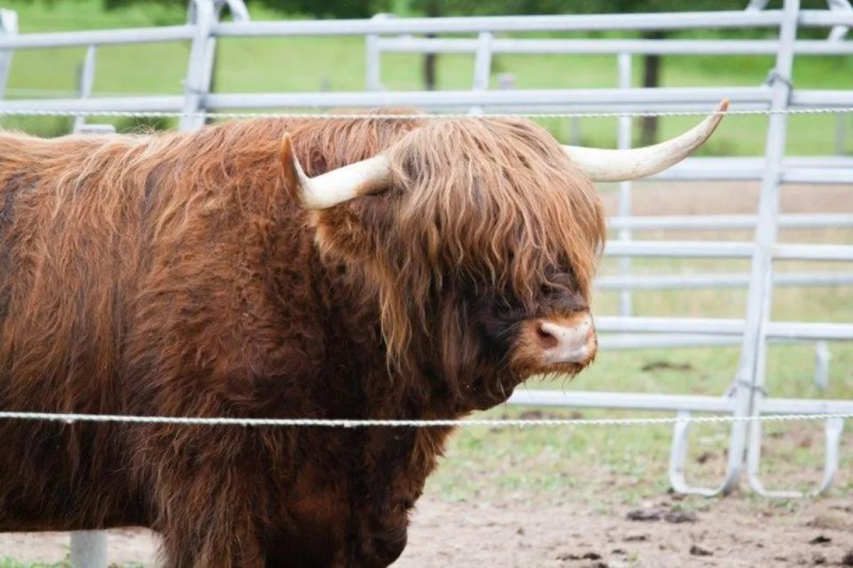 Farmářem na zkoušku s ubytováním a polopenzí v Resortu Stein u Chebu - foto 05