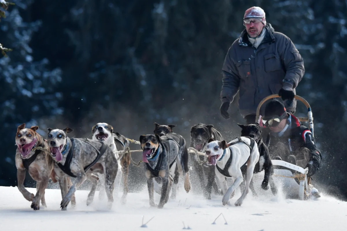 Jízda se psím spřežením - foto 02