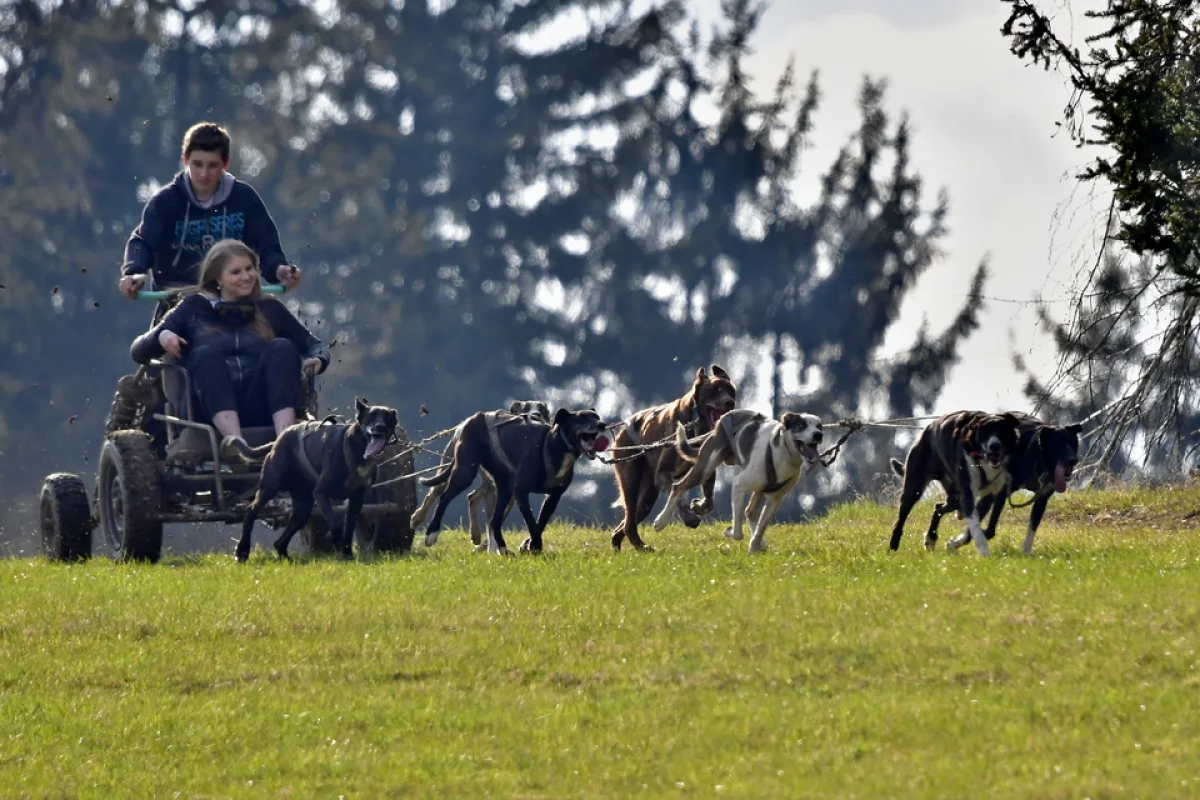 Jízda se psím spřežením - foto 05