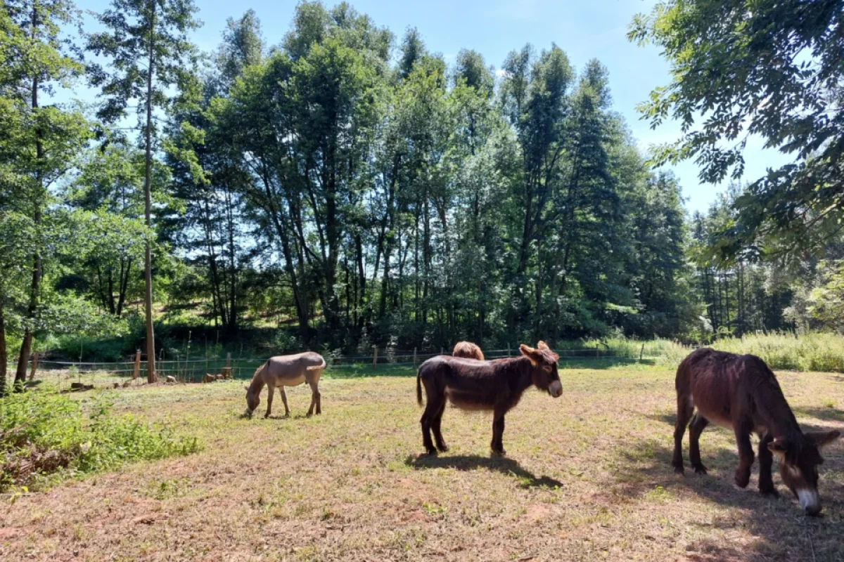 Komentovaná prohlídka oslí farmy v Českém ráji včetně krmení a mazlení oslíků pro 2 osoby - foto 05