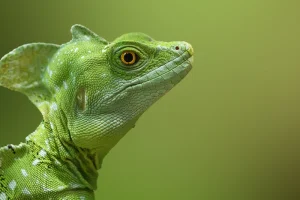 Kurz fotografování zvířat v zoo - foto 01