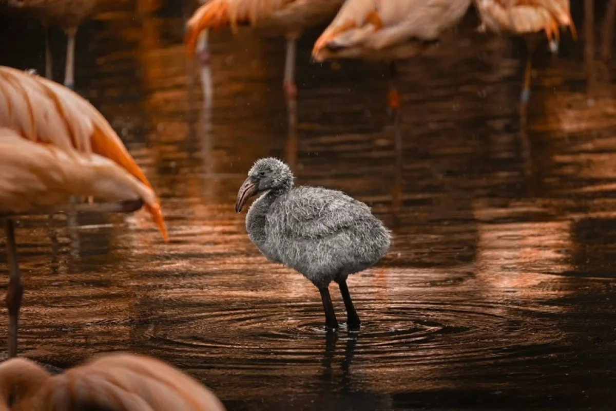 Kurz fotografování zvířat v zoo - foto 03