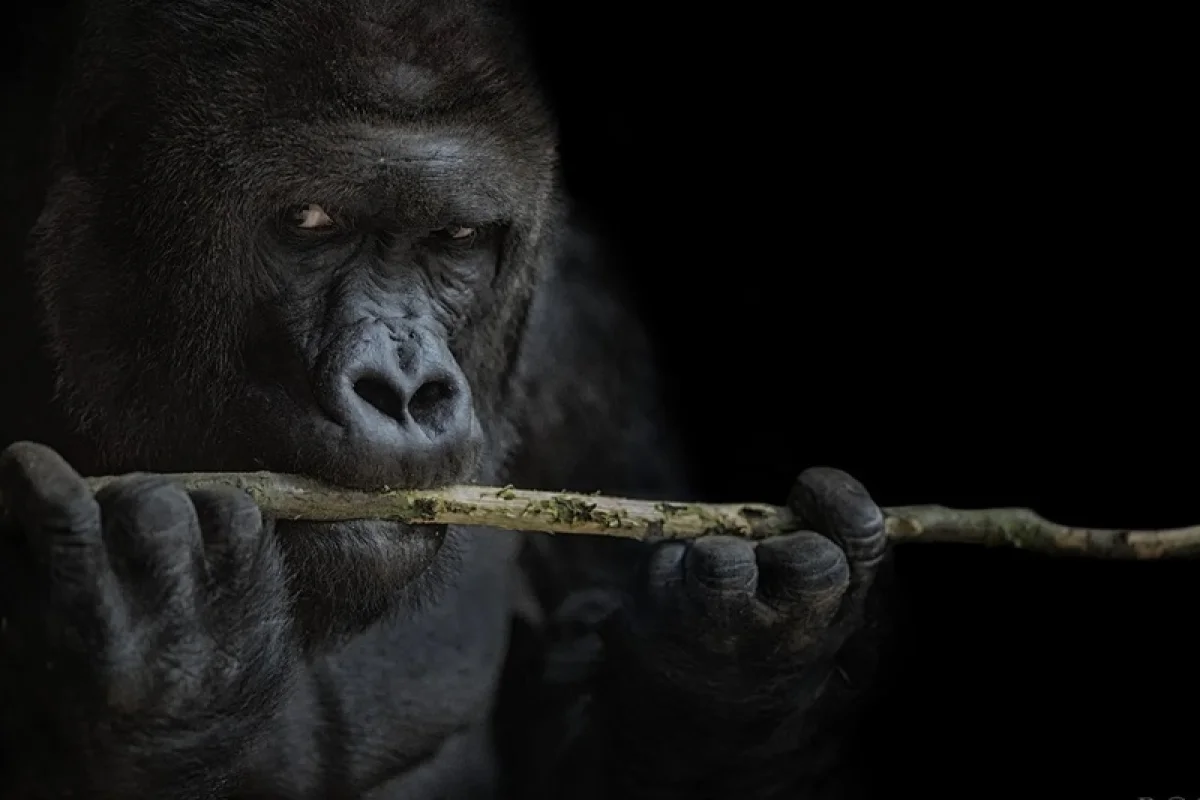 Kurz fotografování zvířat v zoo - foto 07