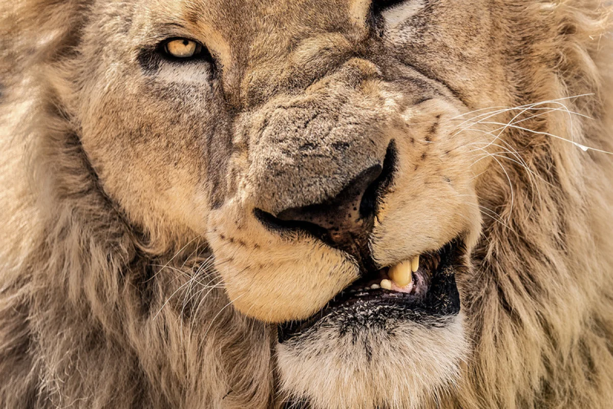 Kurz fotografování zvířat v zoo - foto 10