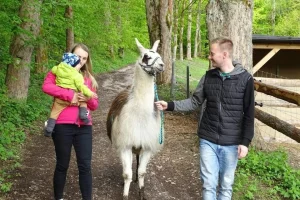 Lamatreking - procházka s lamou a krmením v Krkonoších pro 2 osoby - foto 01