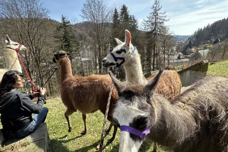 Lamatreking - procházka s lamou a krmením v Krkonoších pro 2 osoby - foto 03