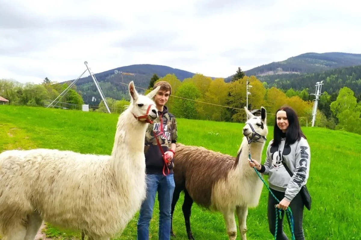 Lamatreking - procházka s lamou a krmením v Krkonoších pro 2 osoby - foto 05