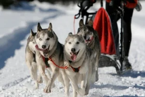 Mushing - jízda se psím spřežením - foto 01