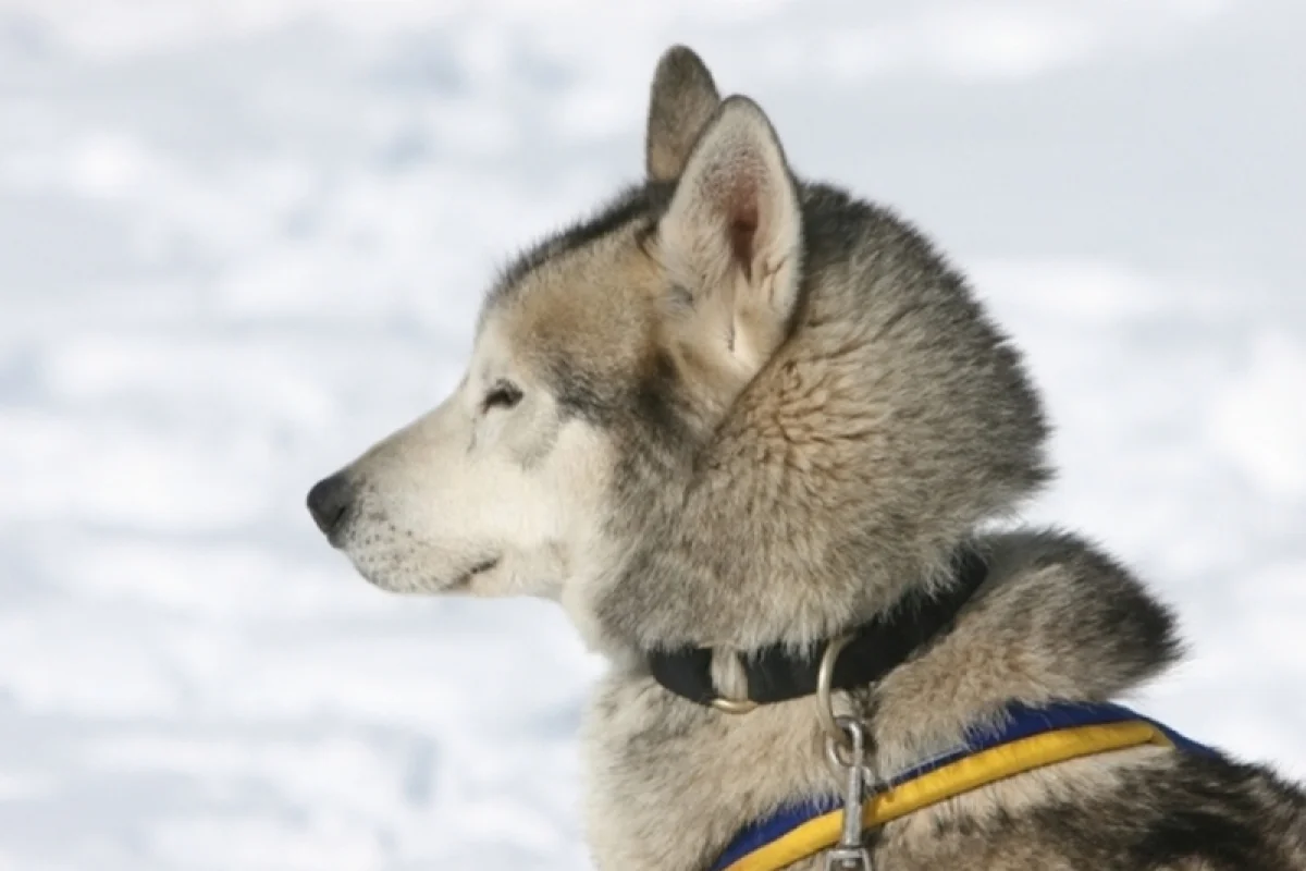 Mushing - jízda se psím spřežením - foto 03
