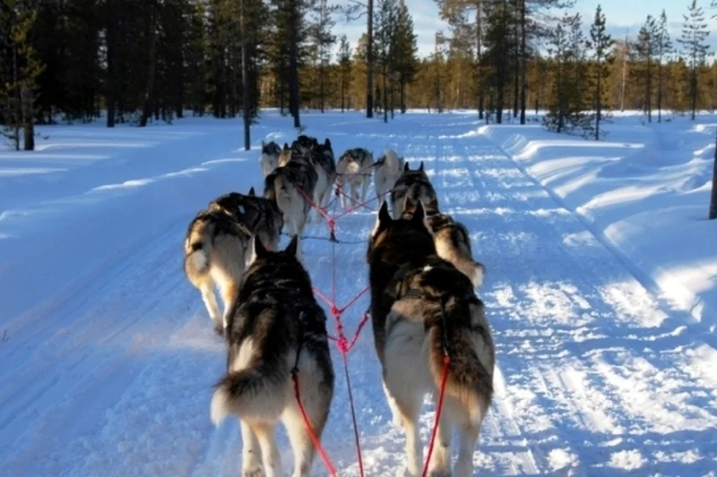 Mushing - jízda se psím spřežením - foto 04