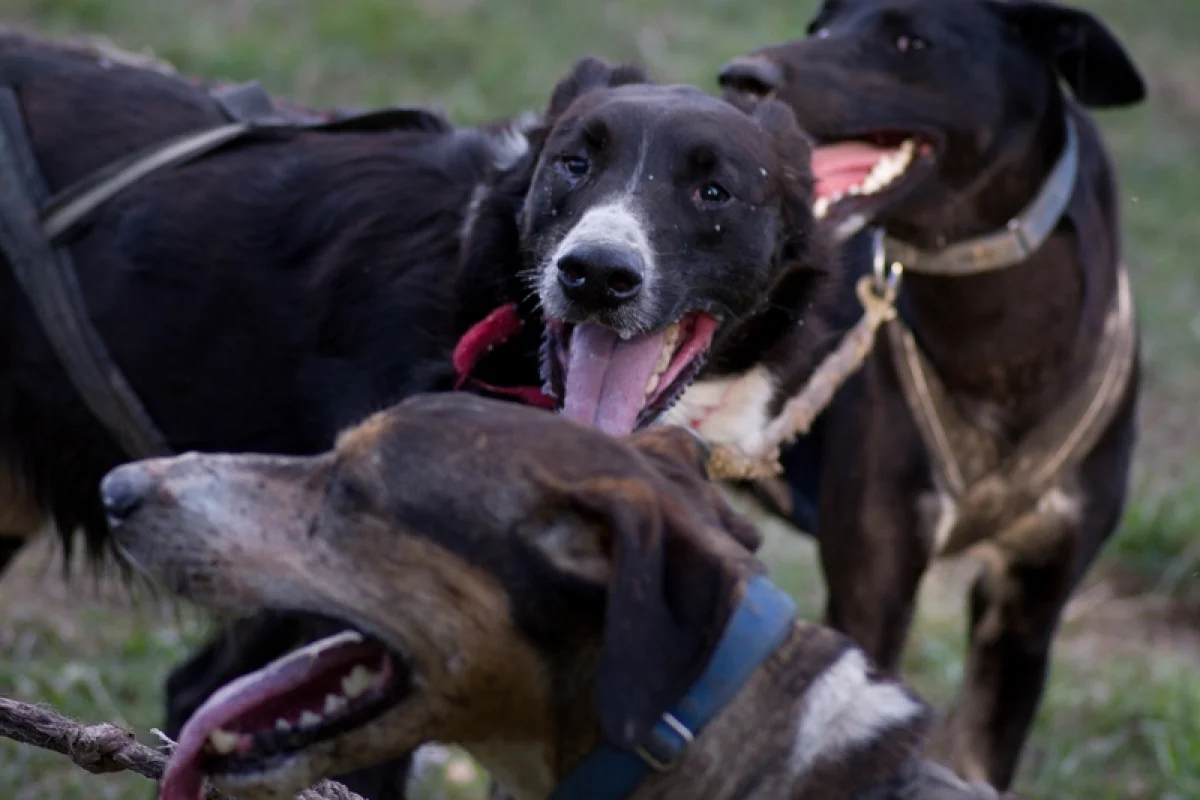 Mushing - jízda se psím spřežením - foto 06