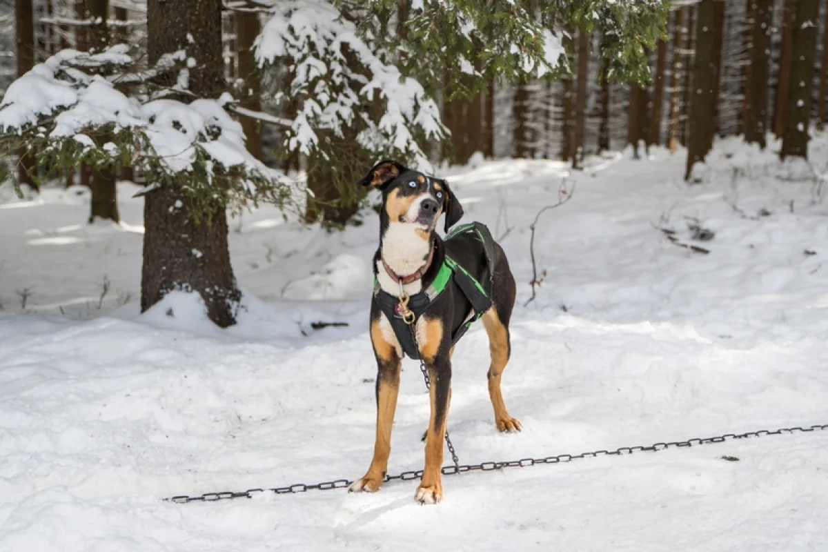 Mushing - jízda se psím spřežením - foto 10