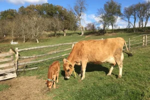 Na den farmářem na Farmě Košík - foto 02