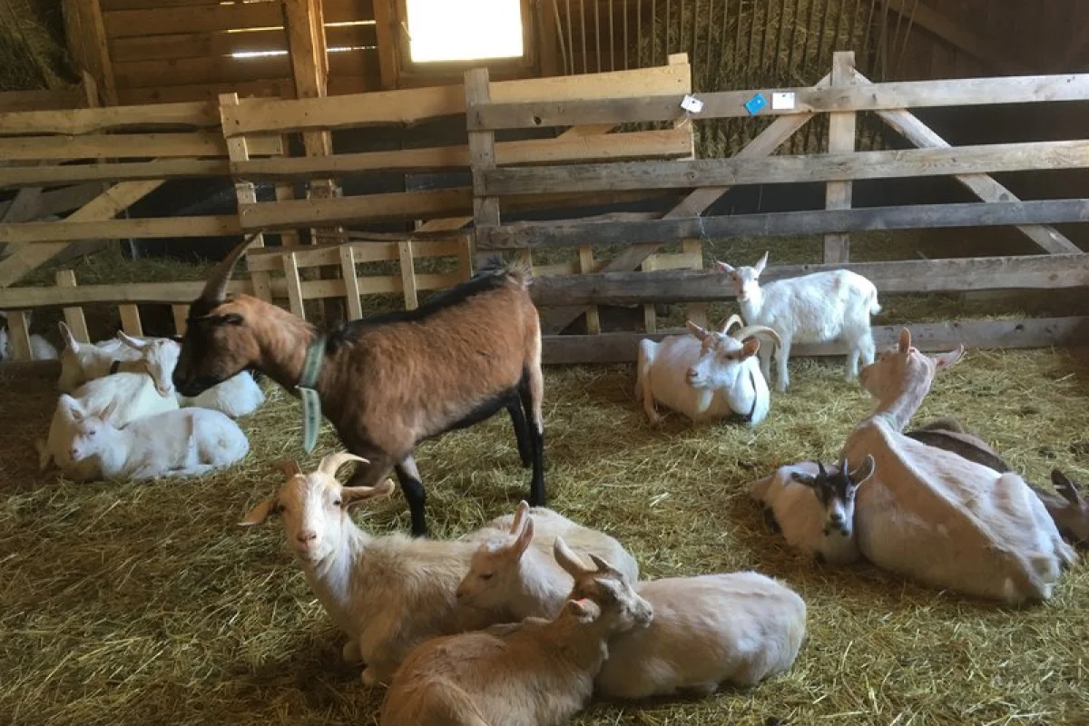 Na den farmářem na Farmě Košík - foto 03
