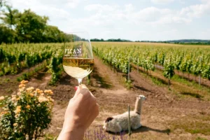 Na den vinařem: Od degustace vína po výrobu korbáčků - foto 01