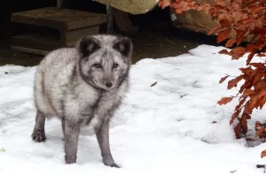Návštěva polárních lišek s krmením ve výběhu, procházkou na vodítku a prohlídkou chovu kočkovitých šelem - foto 01