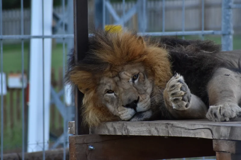 Nocování v ZOO Tábor včetně možnosti stát se ošetřovatelem zvířat - foto 02