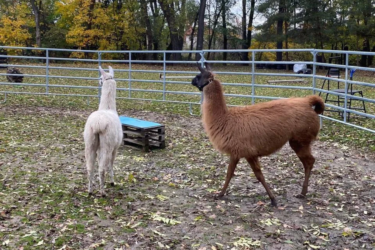 Ošetřovatelem exotických zvířat na zkoušku pro 2 osoby - lamy, velbloudi a další zvířata - foto 03