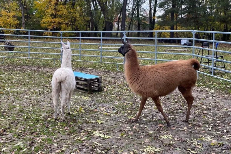Ošetřovatelem exotických zvířat na zkoušku pro 2 osoby - lamy, velbloudi a další zvířata - foto 03