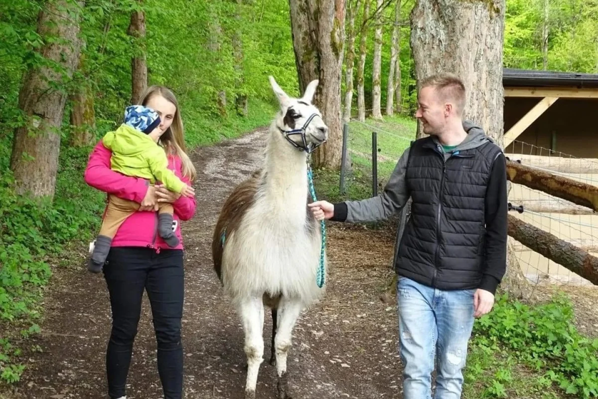 Ošetřovatelem exotických zvířat na zkoušku pro 2 osoby - lamy, velbloudi a další zvířata - foto 04
