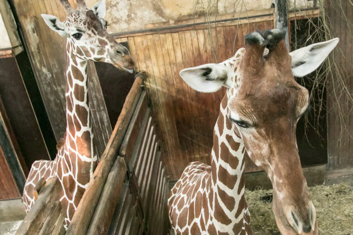 Ošetřovatelem v ZOO - foto 03