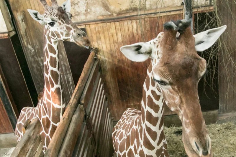 Ošetřovatelem v ZOO - foto 03