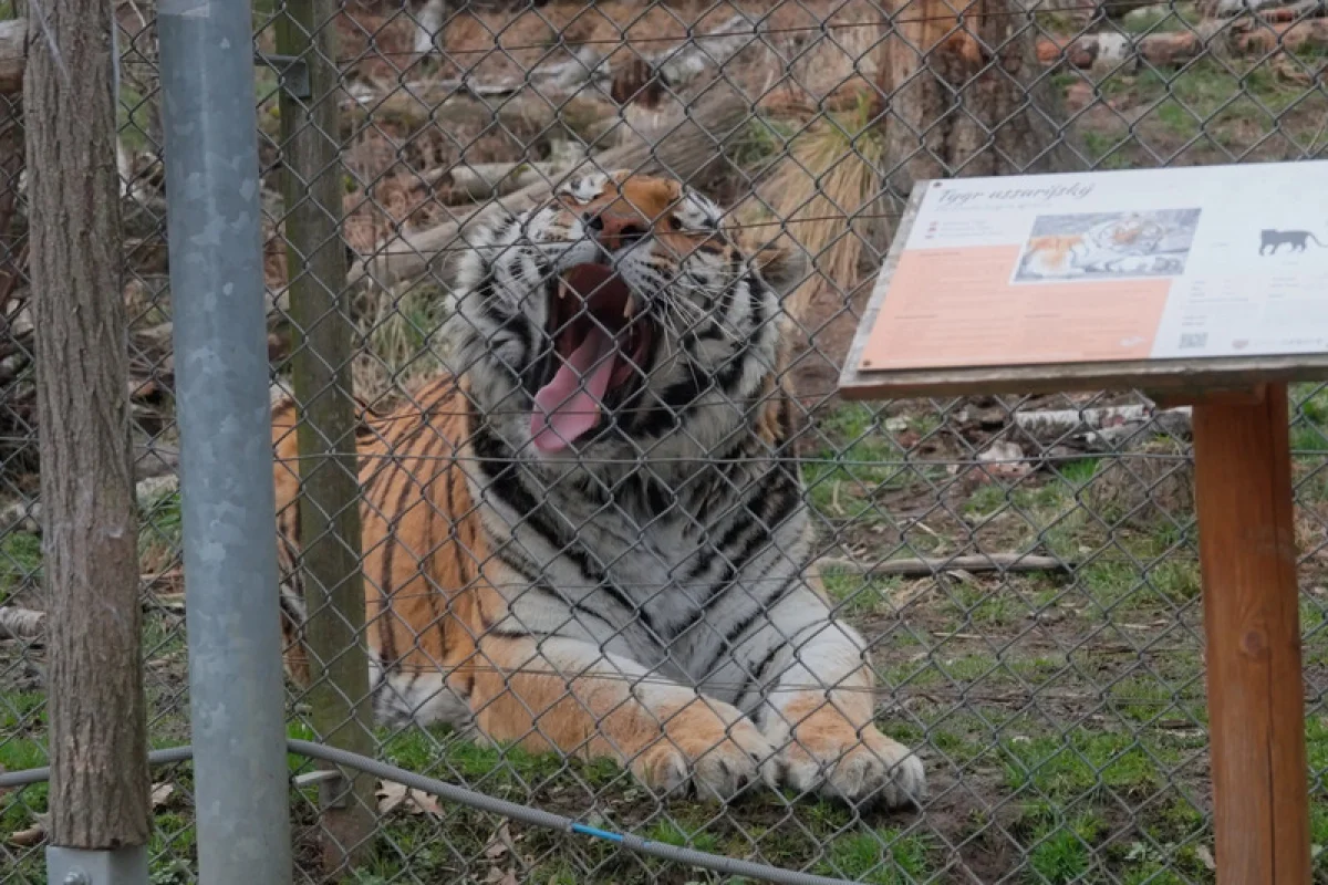 Ošetřovatelem v zoo na jeden den + nocování | zážitkový poukaz - foto 01