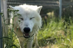 Ošetřovatelem v zoo na jeden den | zážitkový poukaz - foto 01
