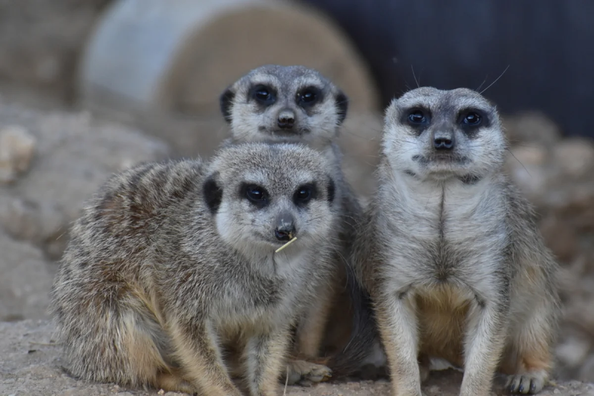 Ošetřovatelem v zoo na jeden den | zážitkový poukaz - foto 05