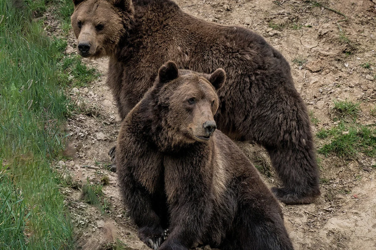 Ošetřovatelem v zoo na jeden den | zážitkový poukaz - foto 06