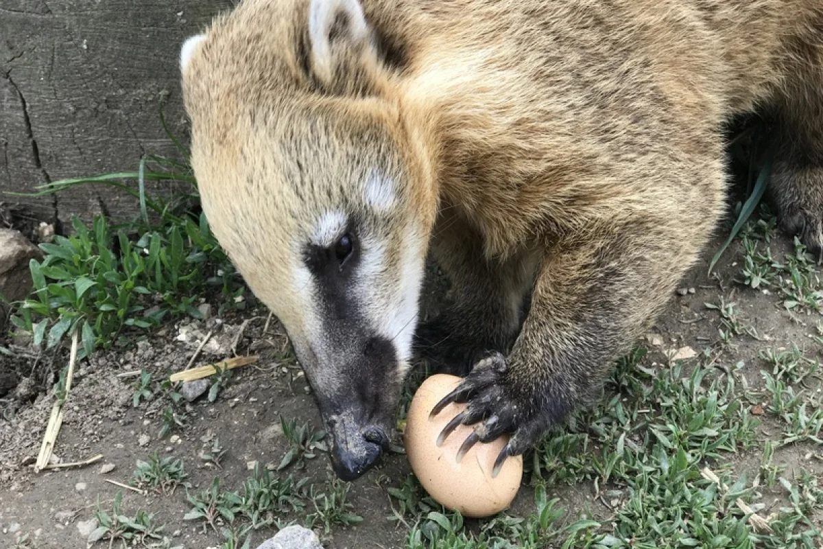 Ošetřovatelem v zoo na jeden den | zážitkový poukaz - foto 07
