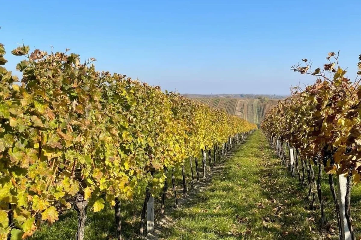 Pobyt s degustací vín a prohlídkou vinných sklepů v rodinném vinařství Bíza na jižní Moravě pro 2 osoby - foto 04