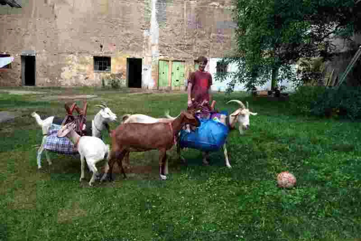 Procházka, výprava či piknik s kozou - foto 03