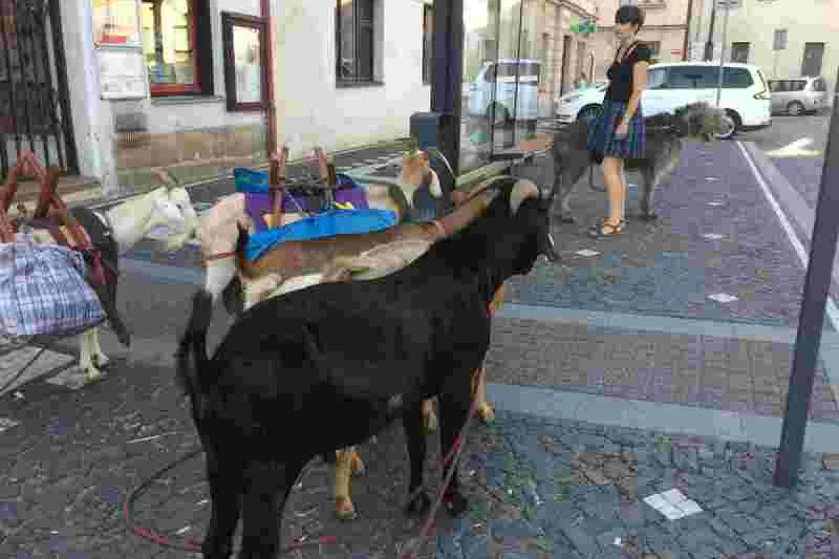 Procházka, výprava či piknik s kozou - foto 04