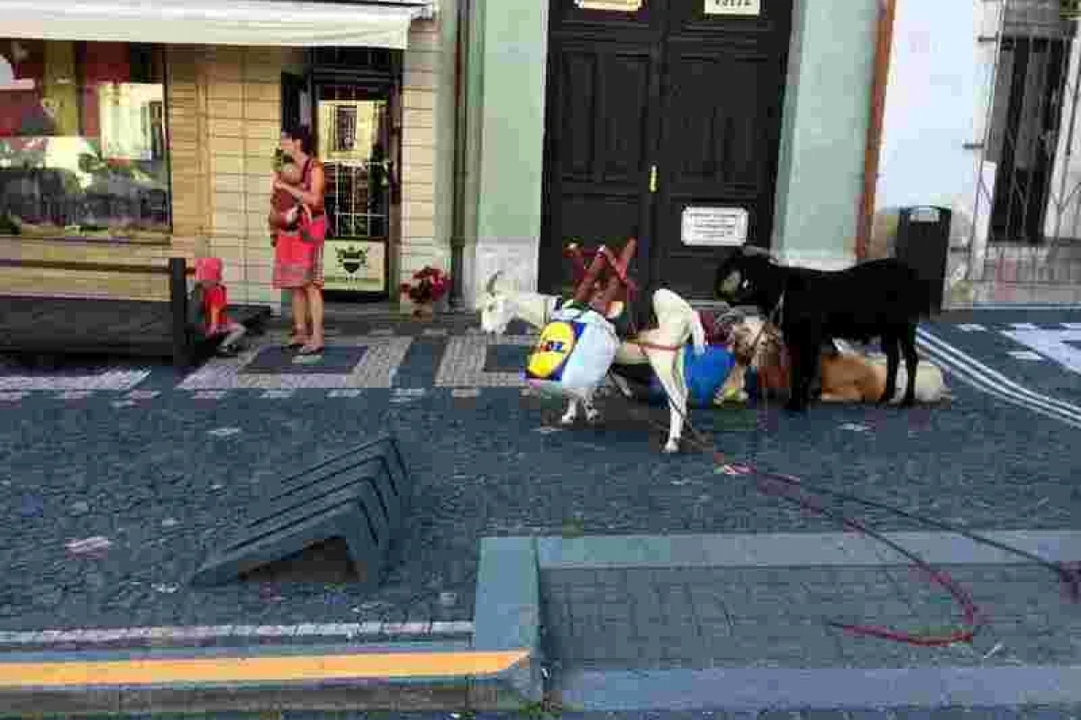 Procházka, výprava či piknik s kozou - foto 05